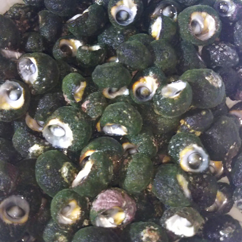 やめられない 止まらない ビナ貝 1kg 大きさは画像2で確認してください 福岡県のレビュー一覧 食べチョク 産地直送 産直 お取り寄せ通販 農家 漁師から旬の食材を直送