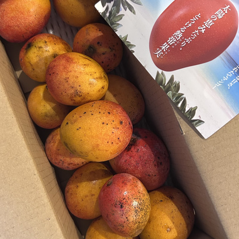 家庭用ミニマンゴー 1.2kg～：沖縄県産のその他マンゴー｜食べチョク