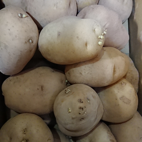 期間限定 新じゃがいも 人気の赤土じゃがいも あきつ美人 訳あり ３lサイズ 10キロ 広島県のレビュー一覧 食べチョク 農家 漁師の産直ネット通販 旬の食材を生産者直送