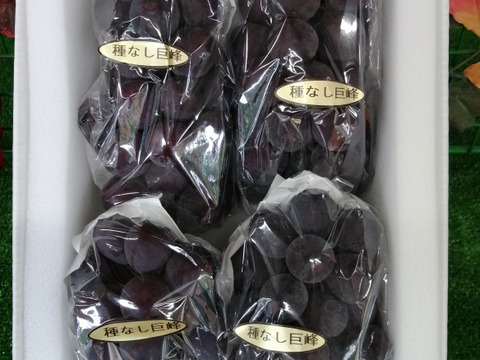 ✨🍇今が旬の露地栽培巨峰✤種有無混🍇✨
　　　巨峰４〜５房/中サイズ約1.7kg位