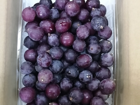 🍃🍇ジャム•ジュース加工用巨峰粒✤訳アリ巨峰粒パック🍇🍃【2025ご家庭用🉐大パック約1,500㌘】雹傷＆猛暑被害訳アリ/内容変更/再々追加販売中