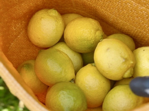 【自然栽培で育ったレモン】2kg｜皮ごと食べられる！農薬・肥料・除草剤不使用｜防腐剤・ワックス不使用【冬ギフト】