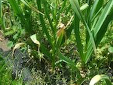 2024年産 自然栽培にんにく 500g 青森県五戸町産 無肥料 農薬類一切不使用 佐々木健康自然農園