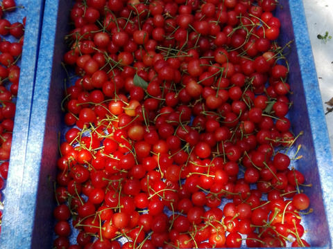 〈日付指定可能〉家庭用　佐藤錦　一キロバラ　6/11着~6/20着　さくらんぼ