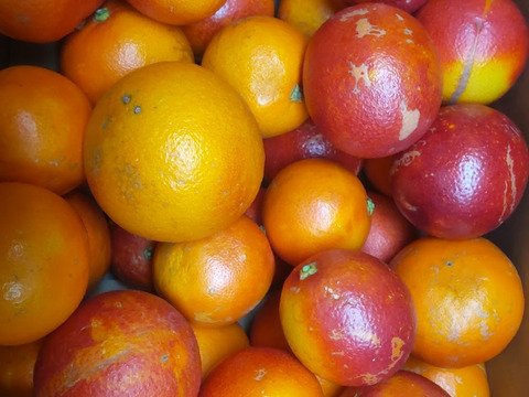 【お徳用】 ブラッドオレンジ  モロ &タロッコ  約5kg