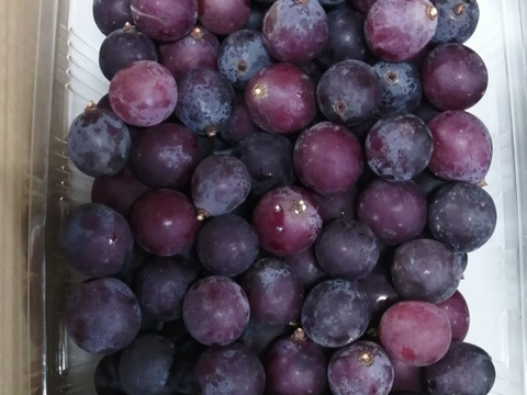 🍃🍇ジャム•ジュース加工用巨峰粒✤訳アリ巨峰粒パック🍇🍃【2025ご家庭用🉐大パック約1,500㌘】雹傷＆猛暑被害訳アリ/内容変更/再々追加販売中