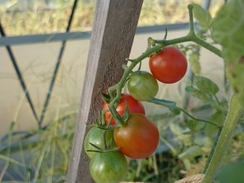 希少な固定種　ステラミニトマト(2kg)　農薬化学肥料不使用