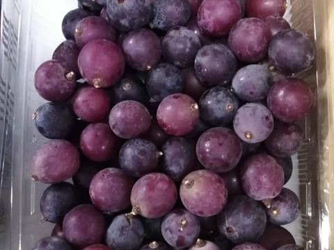 🍃🍇ジャム•ジュース加工用巨峰粒✤訳アリ巨峰粒パック🍇🍃【2025ご家庭用🉐大パック約1,500㌘】雹傷＆猛暑被害訳アリ/内容変更/再々追加販売中