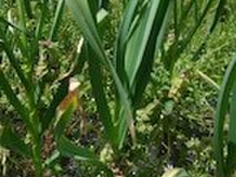 2024年産 自然栽培にんにく 500g 青森県五戸町産 無肥料 農薬類一切不使用 佐々木健康自然農園