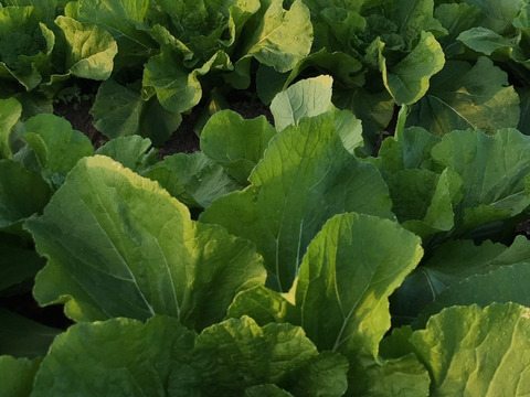 【規格外】白神山地とEM菌が育てた『寒締め白菜』１玉／１.５kg～２kg