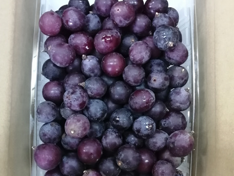 🍃🍇ジャム•ジュース加工用巨峰粒✤訳アリ巨峰粒パック🍇🍃【2025ご家庭用🉐大パック約1,500㌘】雹傷＆猛暑被害訳アリ/内容変更/再々追加販売中