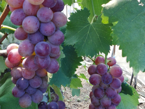 農薬不使用！爽やかな甘味のぶどう「ピオーネ」1kg