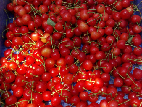 〈予約販売〉〈希少品〉〈GI認定〉大玉のみの佐藤錦　２Ｌ玉　一キロパックバラ　６上旬～６月下旬発送　さくらんぼ