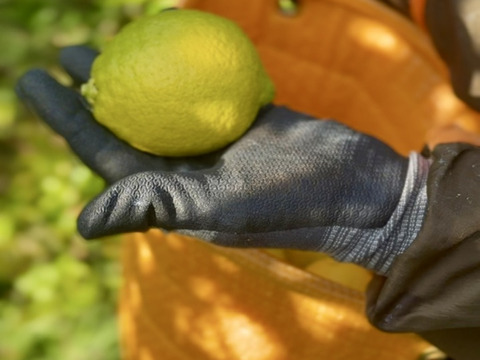 【自然栽培で育ったレモン】2kg｜皮ごと食べられる！農薬・肥料・除草剤不使用｜防腐剤・ワックス不使用【冬ギフト】