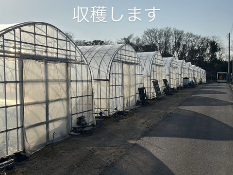 【完熟収穫】追熟の必要がないペルルメロン2玉