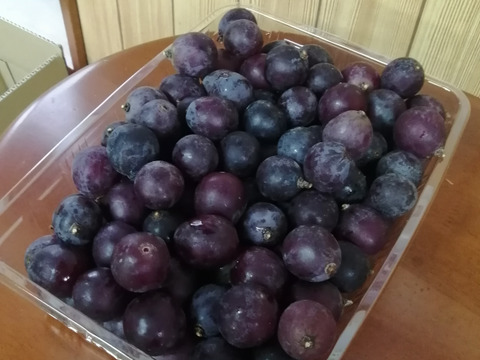 🍃🍇ジャム•ジュース加工用巨峰粒✤訳アリ巨峰粒パック🍇🍃【2025ご家庭用🉐大パック約1,500㌘】雹傷＆猛暑被害訳アリ/内容変更/再々追加販売中