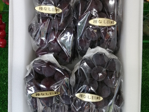 ✨🍇今が旬の露地栽培巨峰✤種有無混🍇✨
　　　巨峰４〜５房/中サイズ約1.7kg位