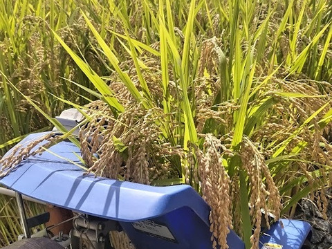 【新米】農薬化学肥料不使用　信州伊那谷★満月もち(白米)・2025年産 10㎏