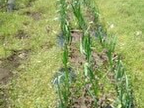 2024年産 自然栽培にんにく 500g 青森県五戸町産 無肥料 農薬類一切不使用 佐々木健康自然農園