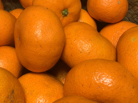 【お楽しみセット】家庭用青島みかん1kg &柑橘ストレートジュースセット