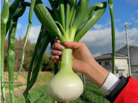 【予約】生産農家直送 淡路島産ブランド新玉ねぎ 『にじたま』超極早生品種 9kgダンボール入り（ご家庭用・30個前後） 使いやすいM・L・2L混在！≪水分量No1!!≫◎特別栽培　2月末頃から順次発送