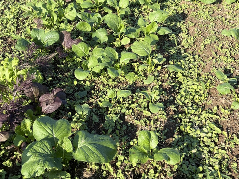 【自然栽培】小松菜　200g×5p