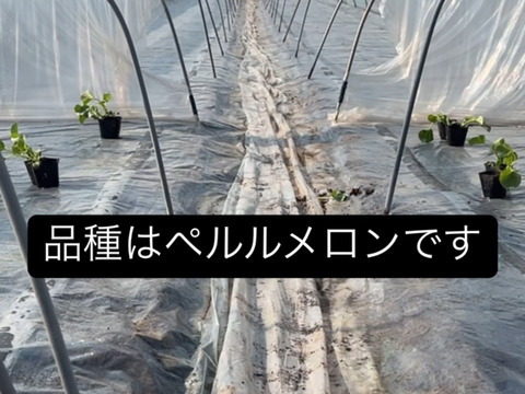 【完熟収穫】追熟の必要がないペルルメロン2玉