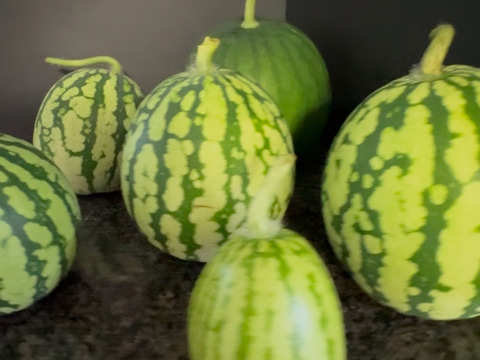 スイカの赤ちゃん　摘果スイカ【3kg前後】（5〜8玉）