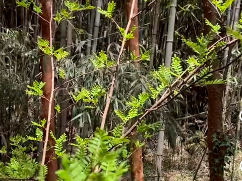 【春の香り】花山椒/はなさんしょう/天然/高級山菜/100g【4/8~4/10発送】【冷蔵便】
