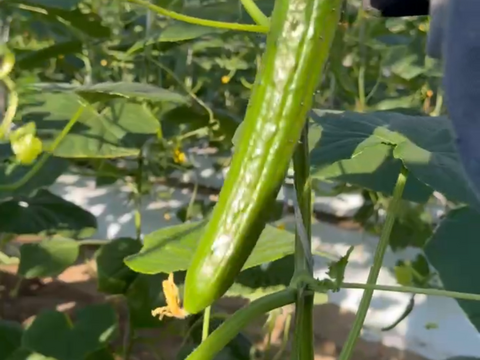 【味や実入りはA級品】きゅうり社長の朝どれ新鮮きゅうり！／中ランク混合／埼玉本庄産／常温配送3㎏（15〜20本）