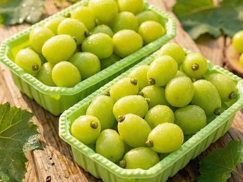 シャインマスカット粒1kg