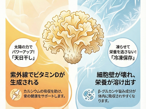 【幻のきのこ】森の白き花。コリコリ食感の生ハナビラタケ（徳用80ｇ10袋）