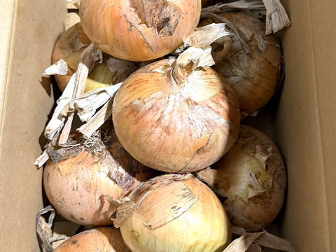 生で食べて欲しい！甘くて美味しい新タマネギ　5ｋｇ