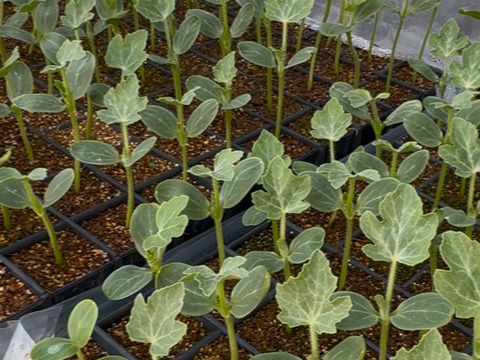 【2個セット・赤肉スイカ】M-L・化学肥料有機肥料不使用・栽培期間中農薬不使用