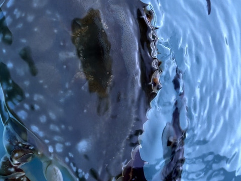 冷凍渡雌個体1キロ