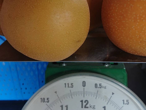 収穫開始です！「豊水梨」約3kg　瑞々しくて爽やかな甘味でシャリっと食感です！お蔭様で残り１セットです。