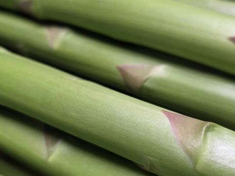 【受賞記念&登録記念SELE🎊】那須塩原産アスパラガス｜2Lのみ｜朝採れ｜1.0kg｜じゅわっと春のごちそう