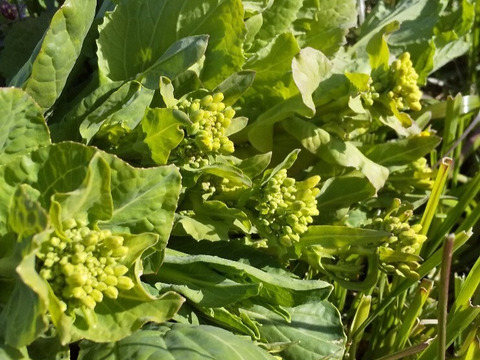 シャキッとタケノコ入ります 、やさいはメインディッシュ【野菜6種位】自然農の畑から、肥料農薬不使用、固定種