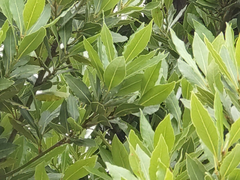 ローリエ 月桂樹 【メール便対応】【フレッシュローリエの生葉10