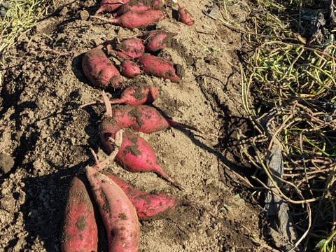 ねっとり甘い！さつまいも（紅はるか）１.８キロ【茨城県産】