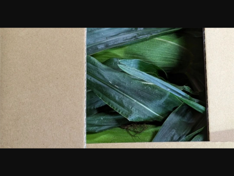 １４本✨️白いとうもろこし