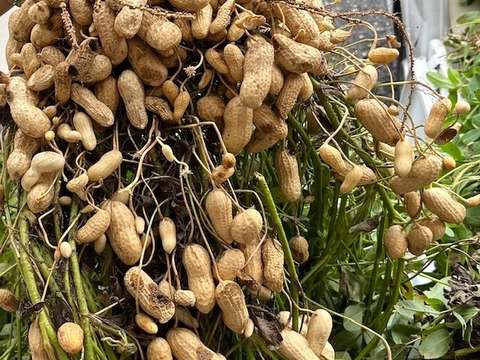 大粒落花生（生） おおまさりネオ（1.0kg）