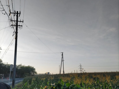 １４本✨️白いとうもろこし