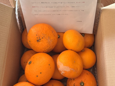 今シーズンラスト
訳あり八朔　農薬を未使用　箱込み4.8キロ以上　(サイズはバラバラ)⚠️小さいサイズ200g以下が含まれます。ジュースや加工品にご使用下さい。