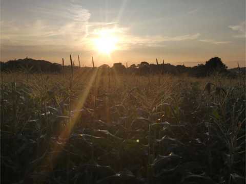 ７本✨️白いとうもろこし