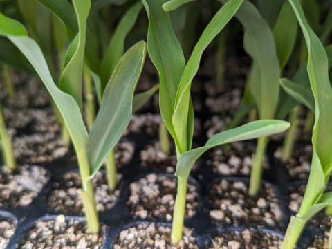 ７本✨️白いとうもろこし