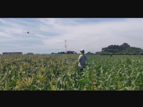 ７本✨️白いとうもろこし