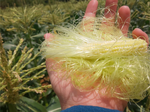 １４本✨️白いとうもろこし