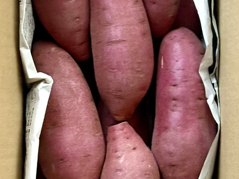 ホクホクむっちり「栗かぐや」色々なサイズ入り 3キロ箱