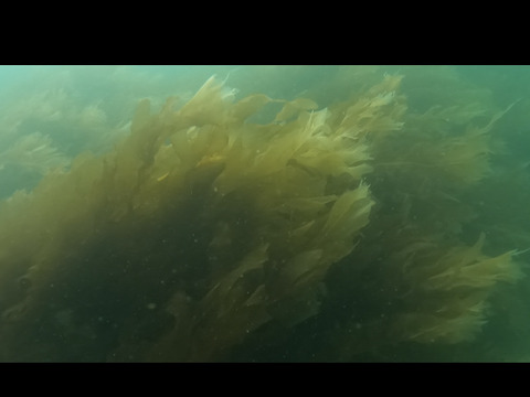 採れたて新鮮！！天然茎付き生わかめ1kg